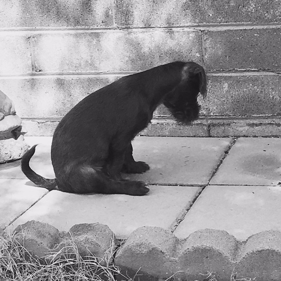 😘🐾Need A Smile? Silly & Sweet Puppy Break! 🐾😘 - Picture 12 of 12